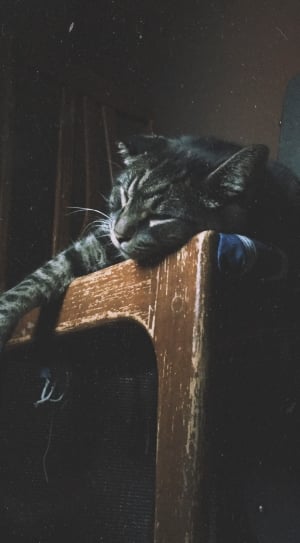 gray and black tabby cat lying on brown wooden table thumbnail