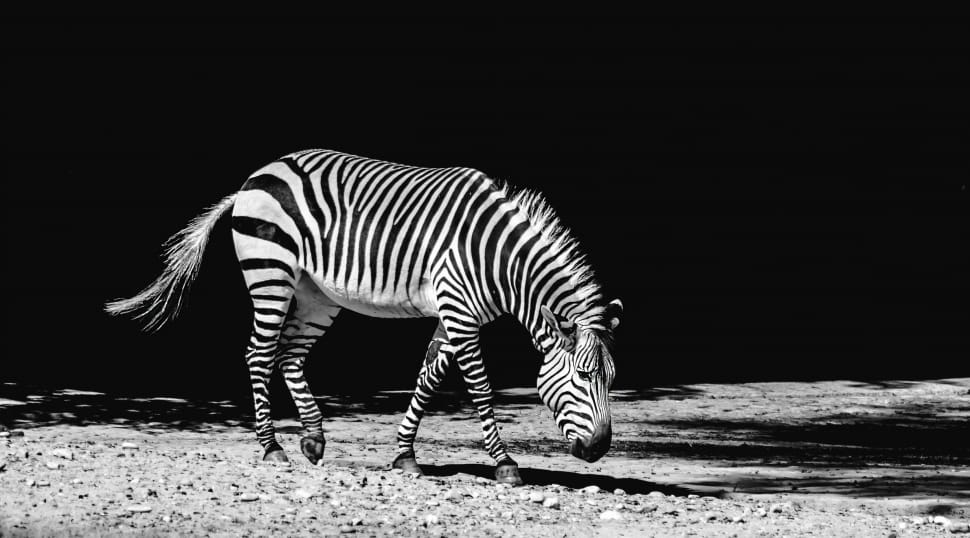 black and white zebra preview