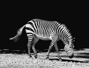 black and white zebra thumbnail