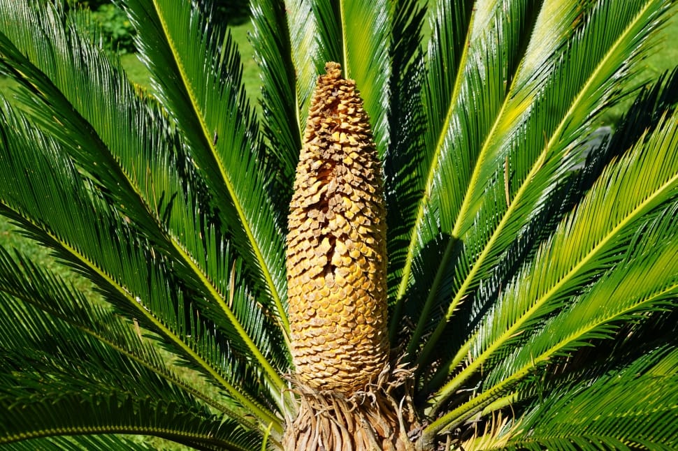 sago palm plant preview