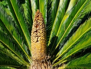 sago palm plant thumbnail