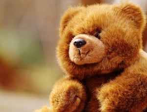 brown bear plush toy thumbnail