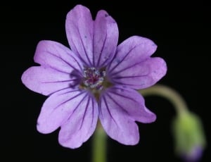 purple 5-petaled flower with black as background thumbnail