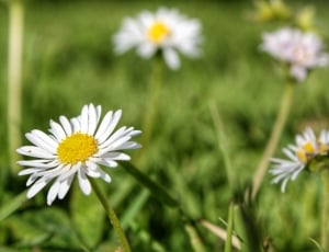 white daisies on bloom at daytime thumbnail