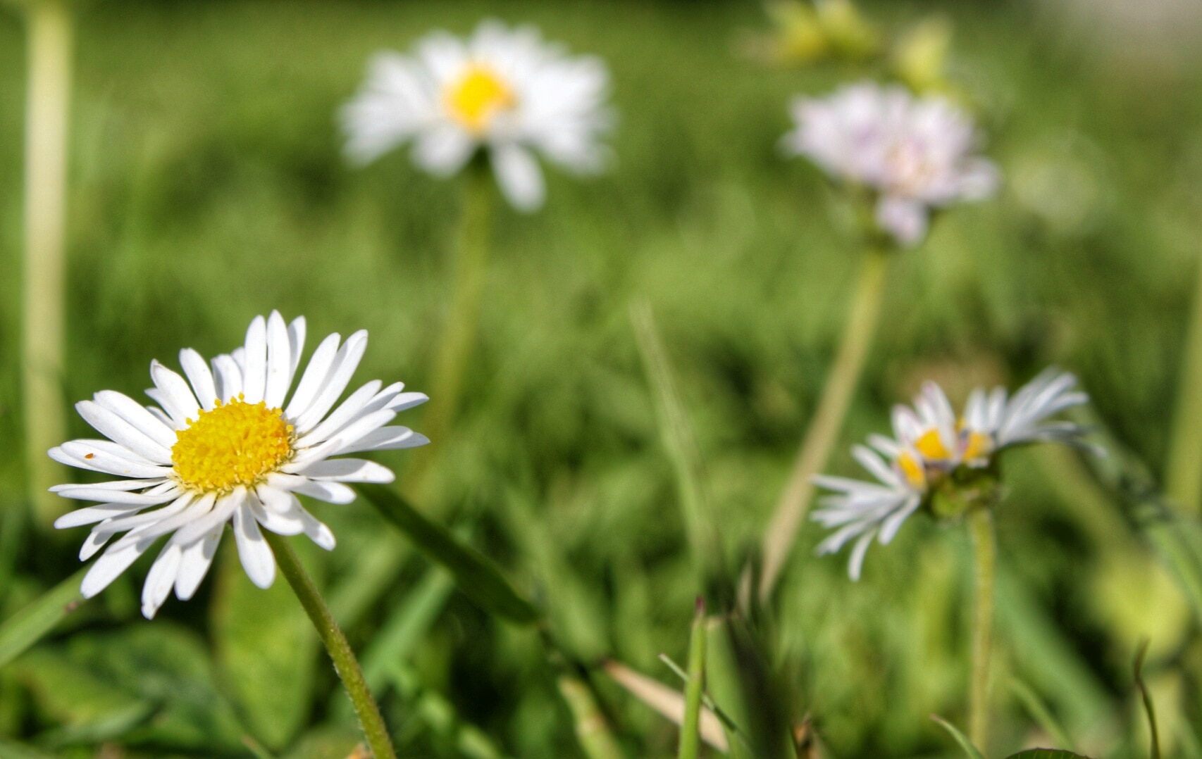 white daisies on bloom at daytime