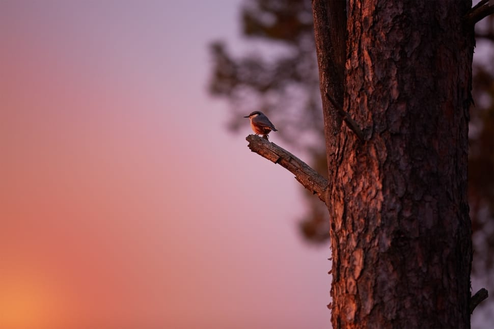 shallow focus photography of brown bird perched on tree branch during sunset preview