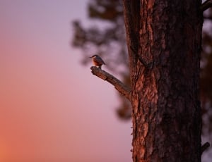 shallow focus photography of brown bird perched on tree branch during sunset thumbnail