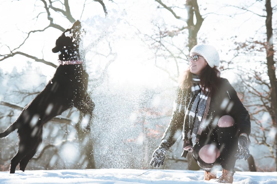 woman and dog playing on snow during daytime preview