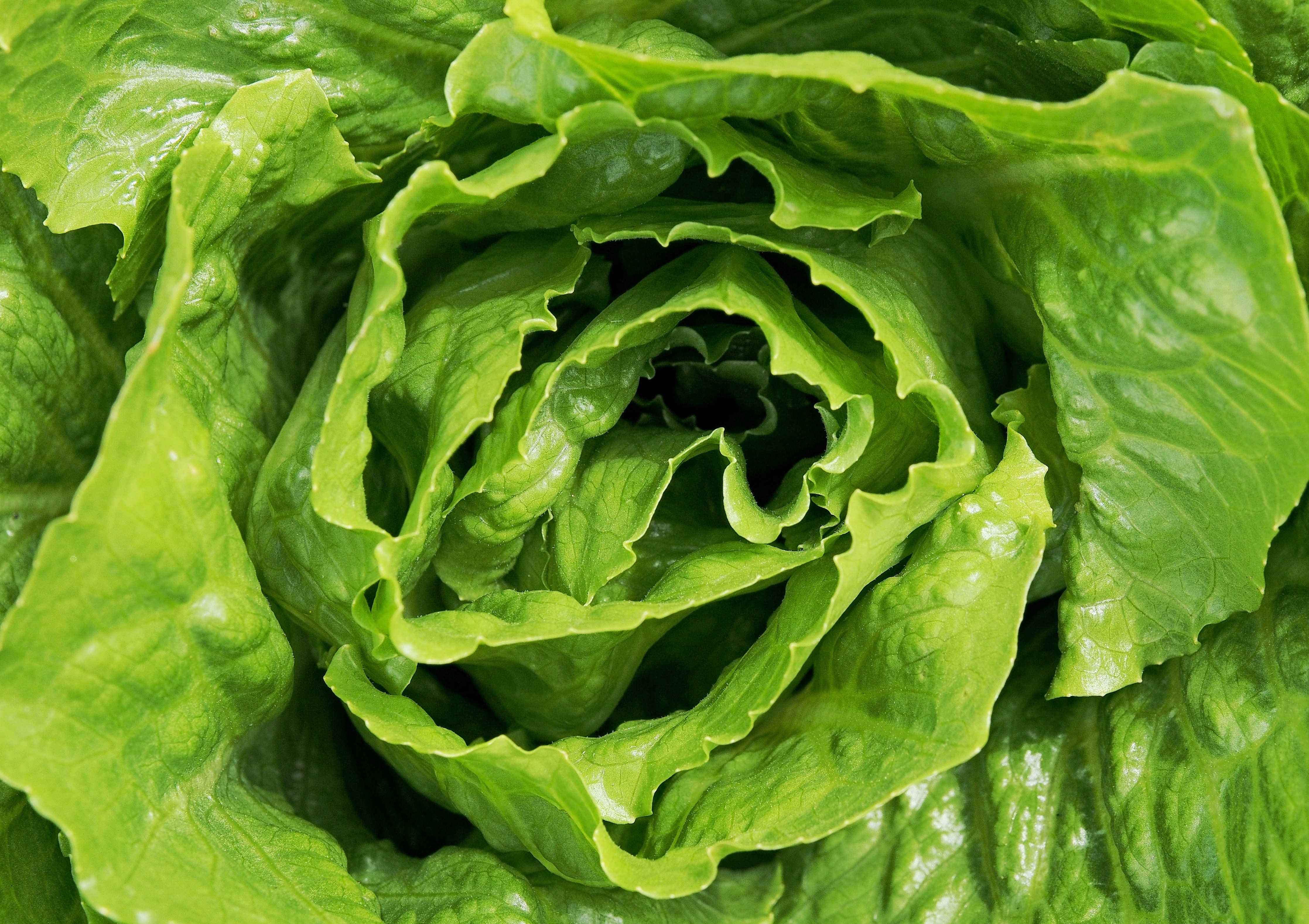 green cabbage