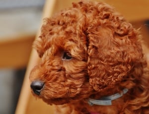 brown curl and long coat dog thumbnail