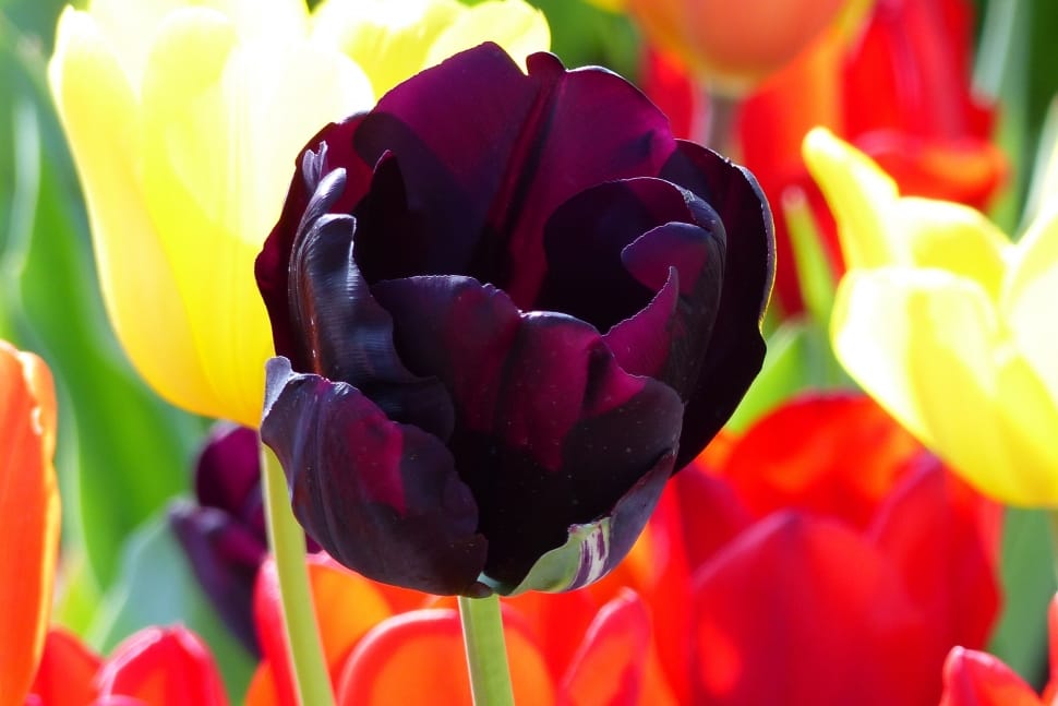 Ludwigsburg Germany, Wine Red, Tulip, multi colored, close-up preview