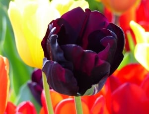 Ludwigsburg Germany, Wine Red, Tulip, multi colored, close-up thumbnail