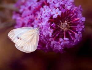 cabbage white butterfly thumbnail