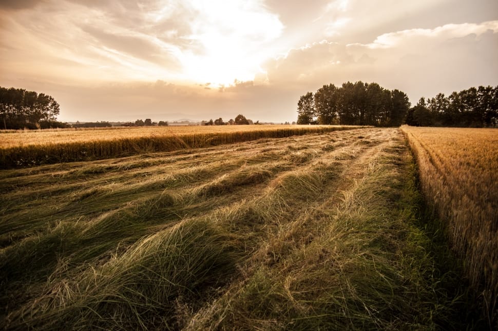 timelapse photography of a green wheat fields during day time preview