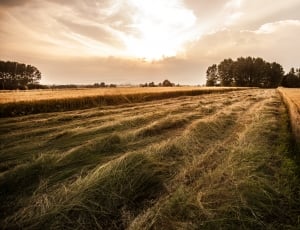 timelapse photography of a green wheat fields during day time thumbnail