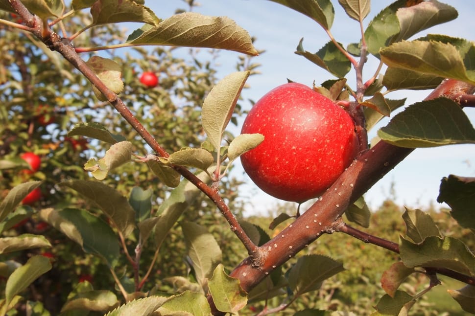 close up photography of round red fruit in tree preview