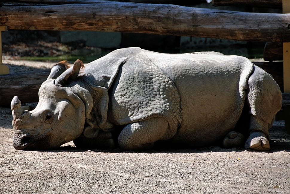 grey rhinoceros preview