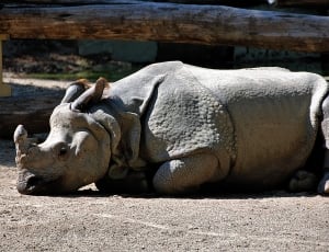 grey rhinoceros thumbnail
