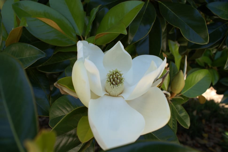 white magnolia in bloom during daytime preview