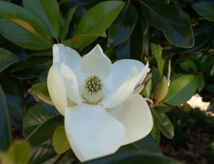 white magnolia in bloom during daytime thumbnail