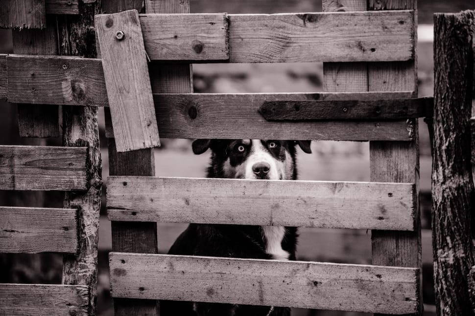grayscale photography of border collie behind fence preview