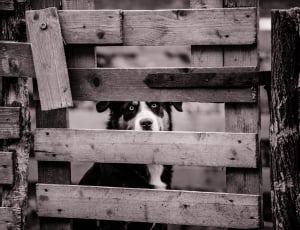 grayscale photography of border collie behind fence thumbnail