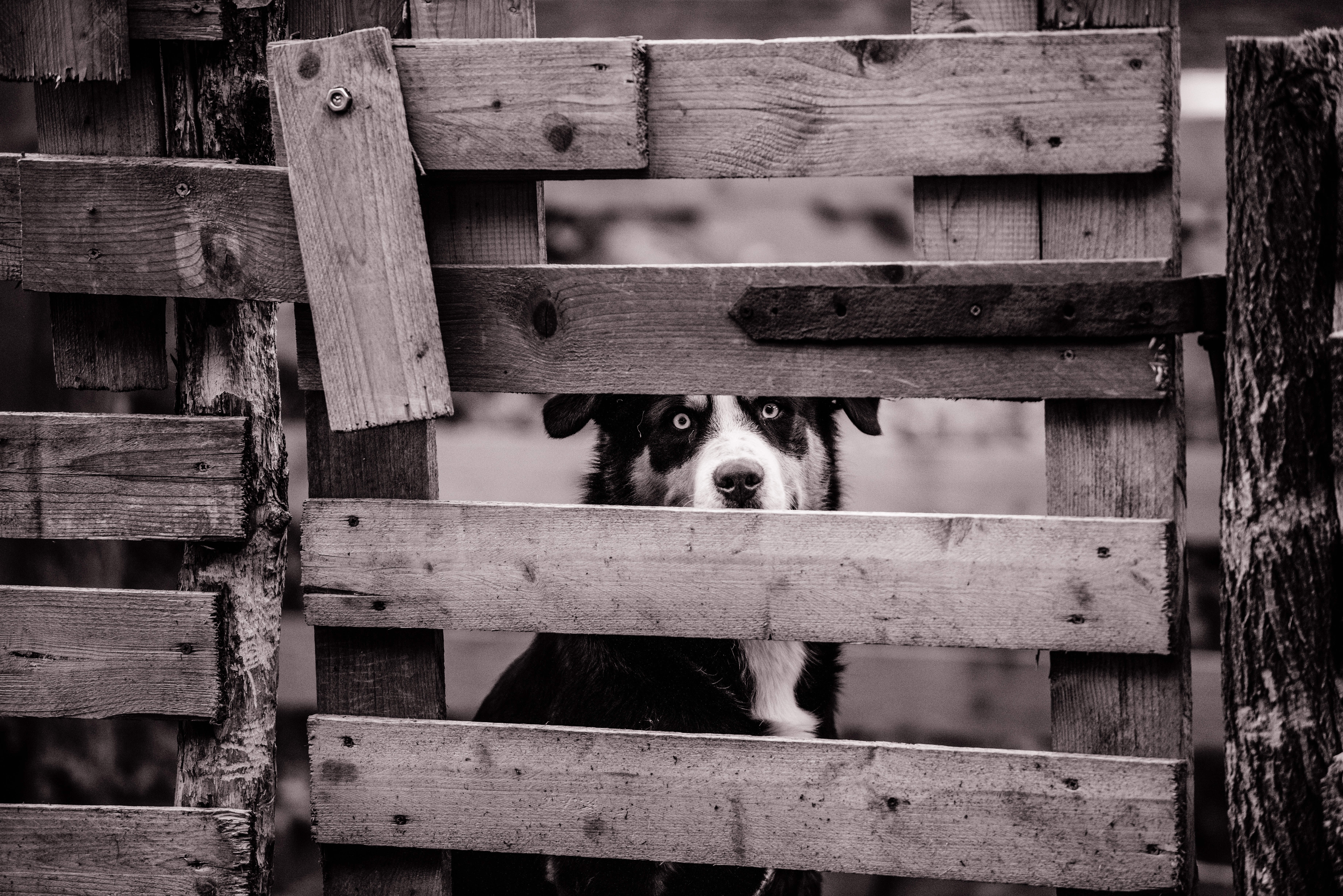 grayscale photography of border collie behind fence
