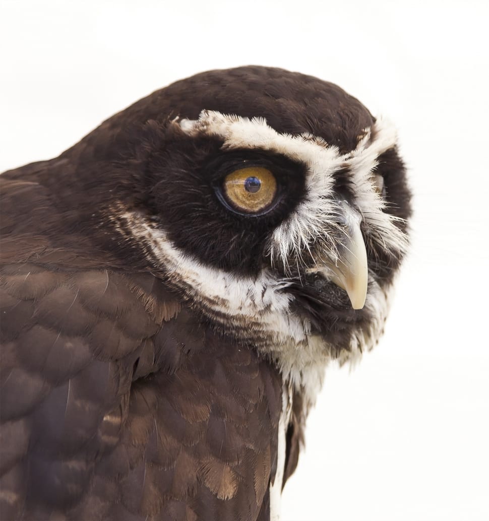 closeup photo of brown and white owl preview