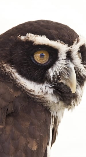 closeup photo of brown and white owl thumbnail