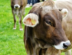 white brown and gray cow thumbnail