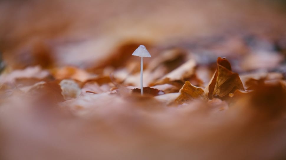selective focus photography of a mushroom surrounded by brown fallen leaves preview