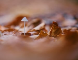 selective focus photography of a mushroom surrounded by brown fallen leaves thumbnail
