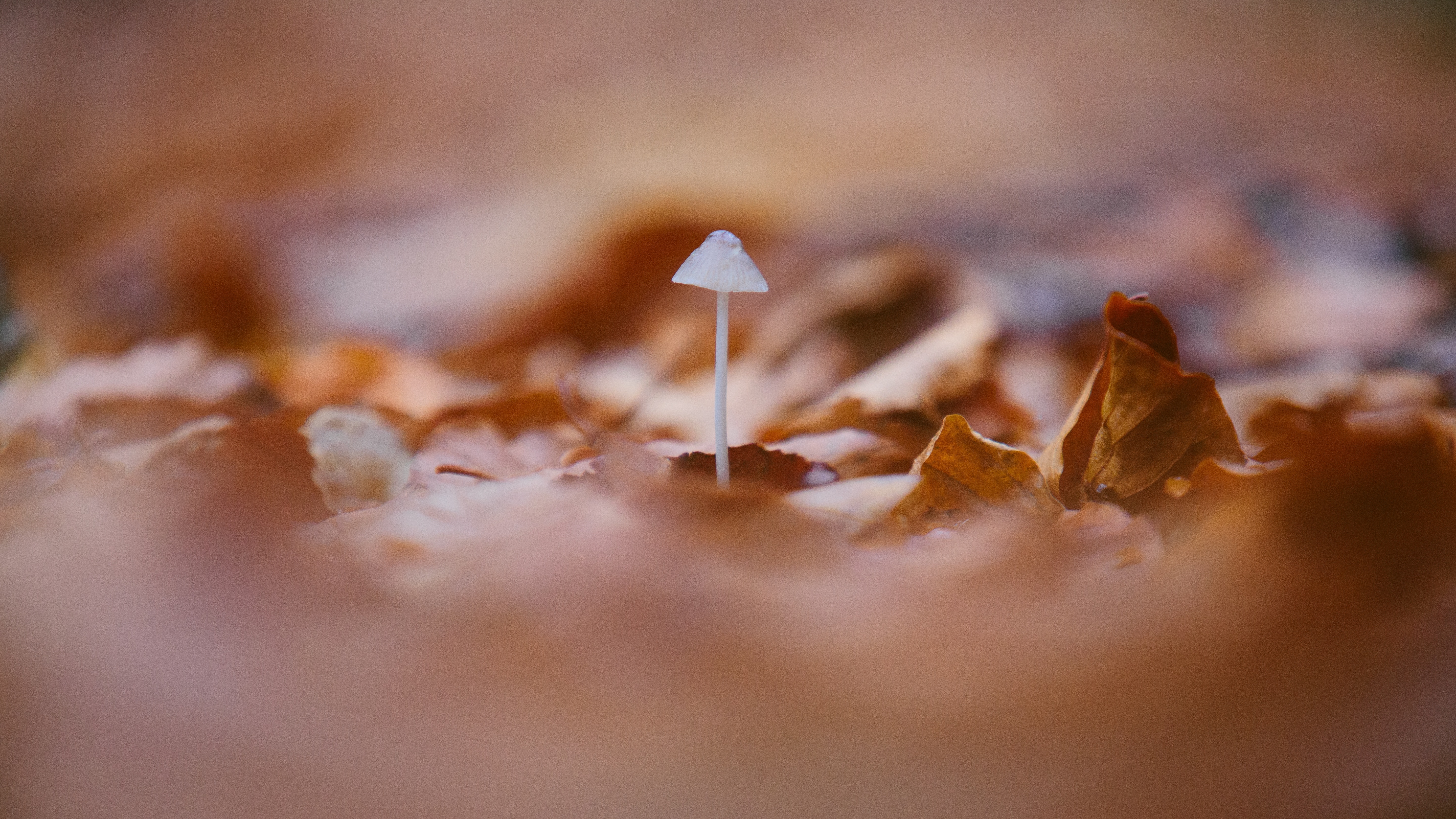 selective focus photography of a mushroom surrounded by brown fallen leaves