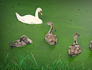 4 brown ducks and 1 white swan thumbnail