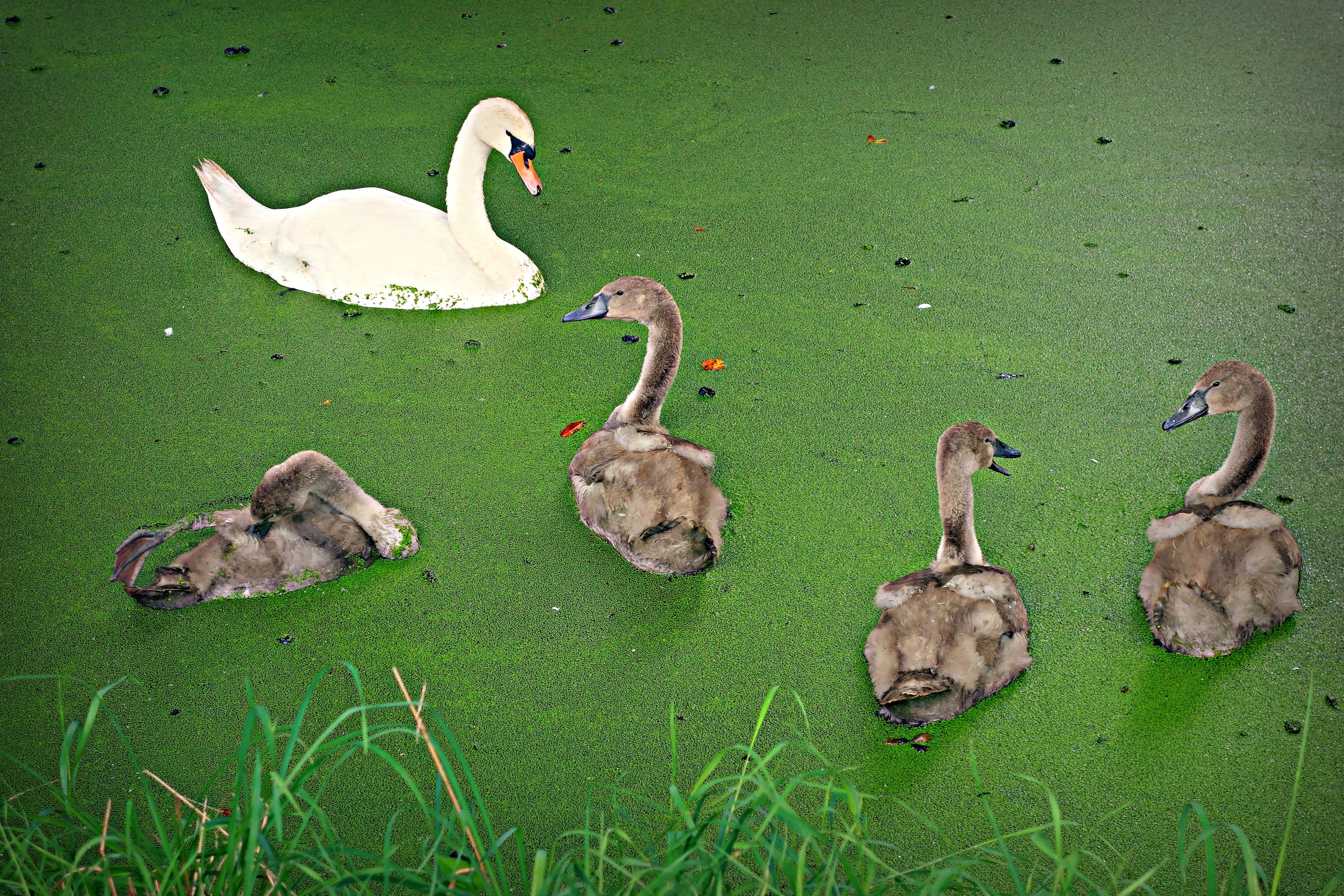 4 brown ducks and 1 white swan