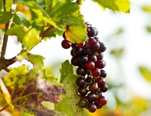 maroon and red grapes thumbnail