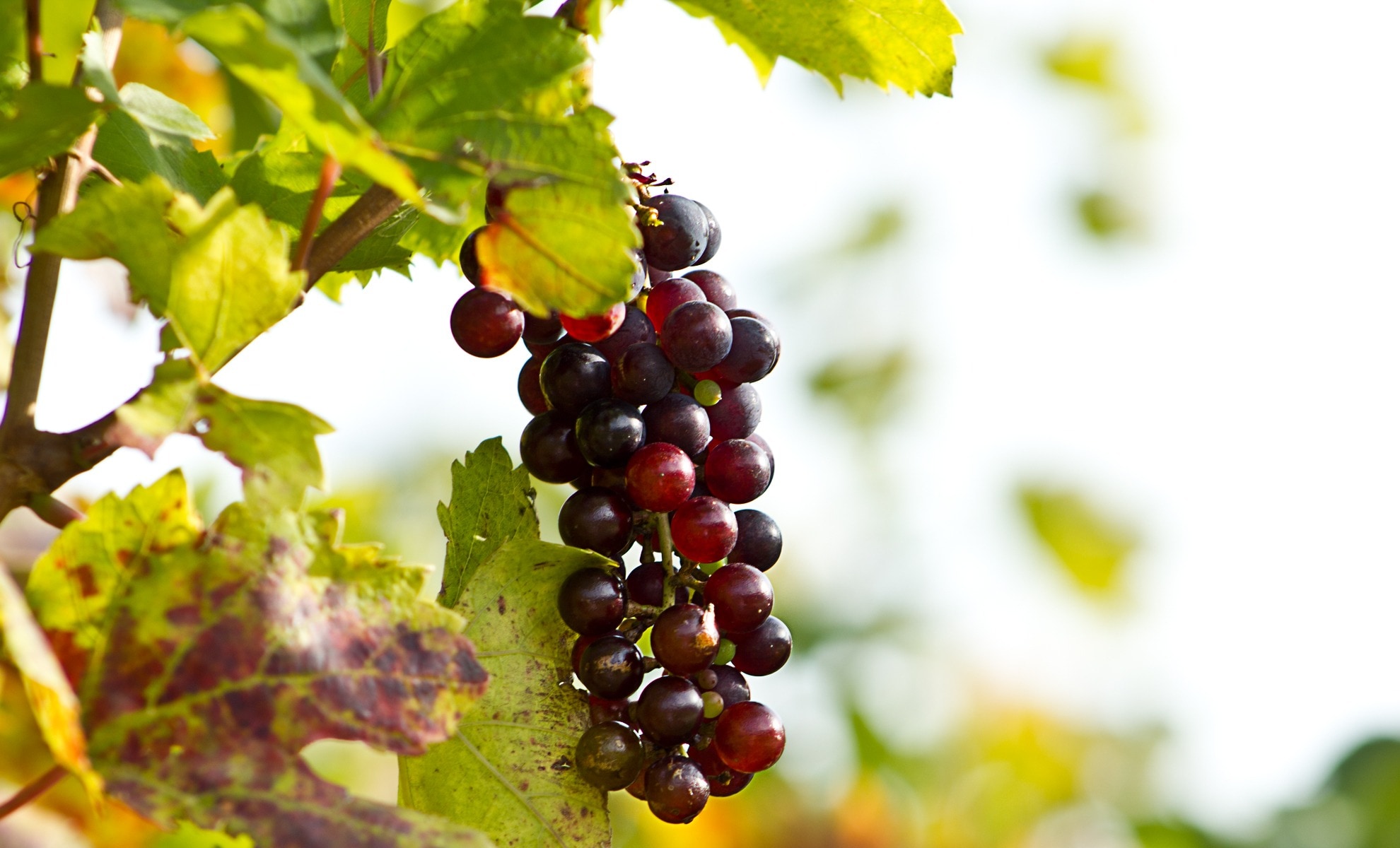 maroon and red grapes