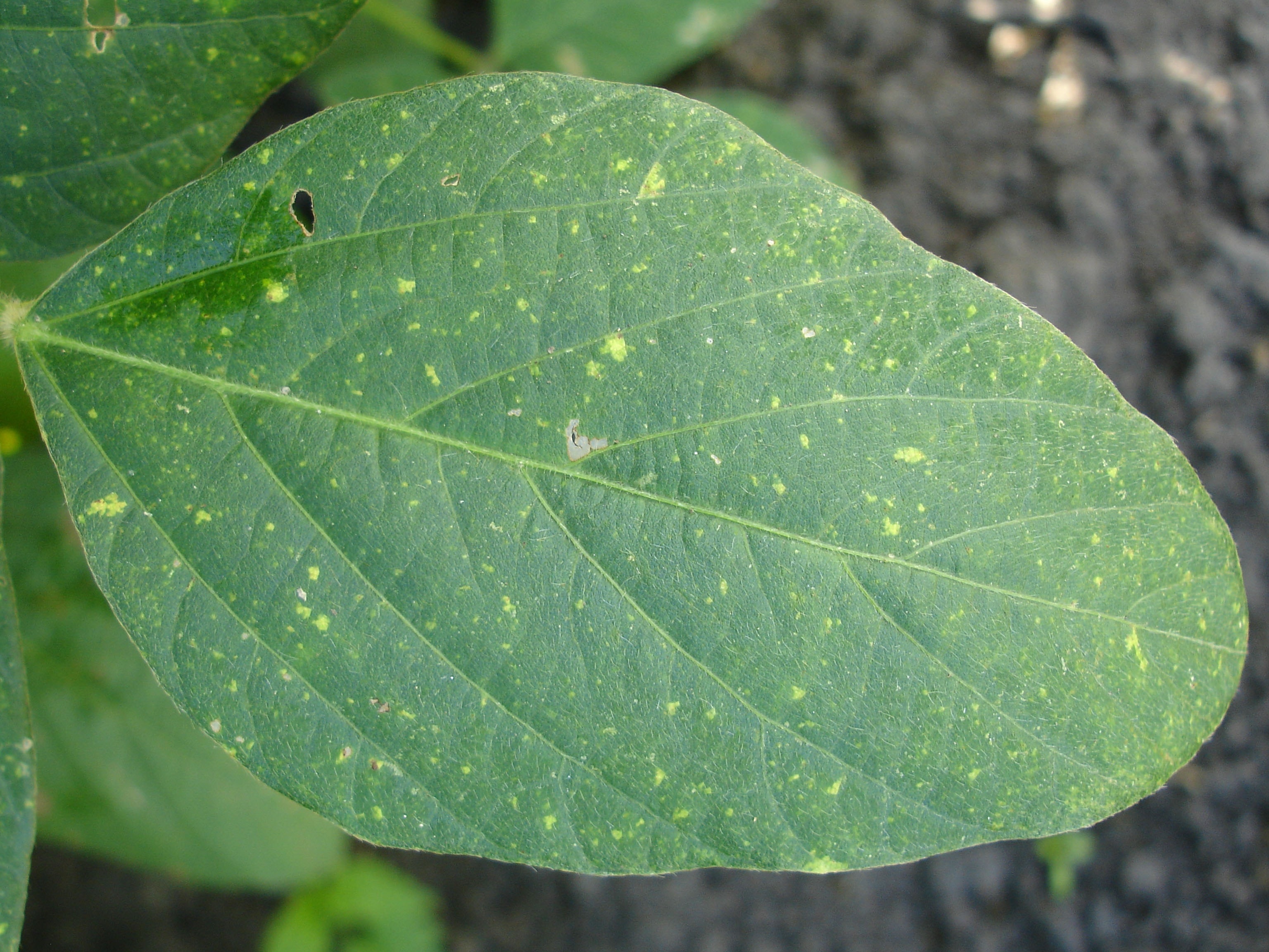Plant disease. Пиренофороз сои. Антракноз сои на листьях. Грибковые заболевания растений. Листья сои.