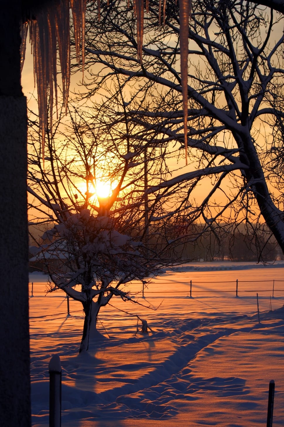 Snow, Icicle, Trees, Sunrise, Winter, winter, bare tree preview