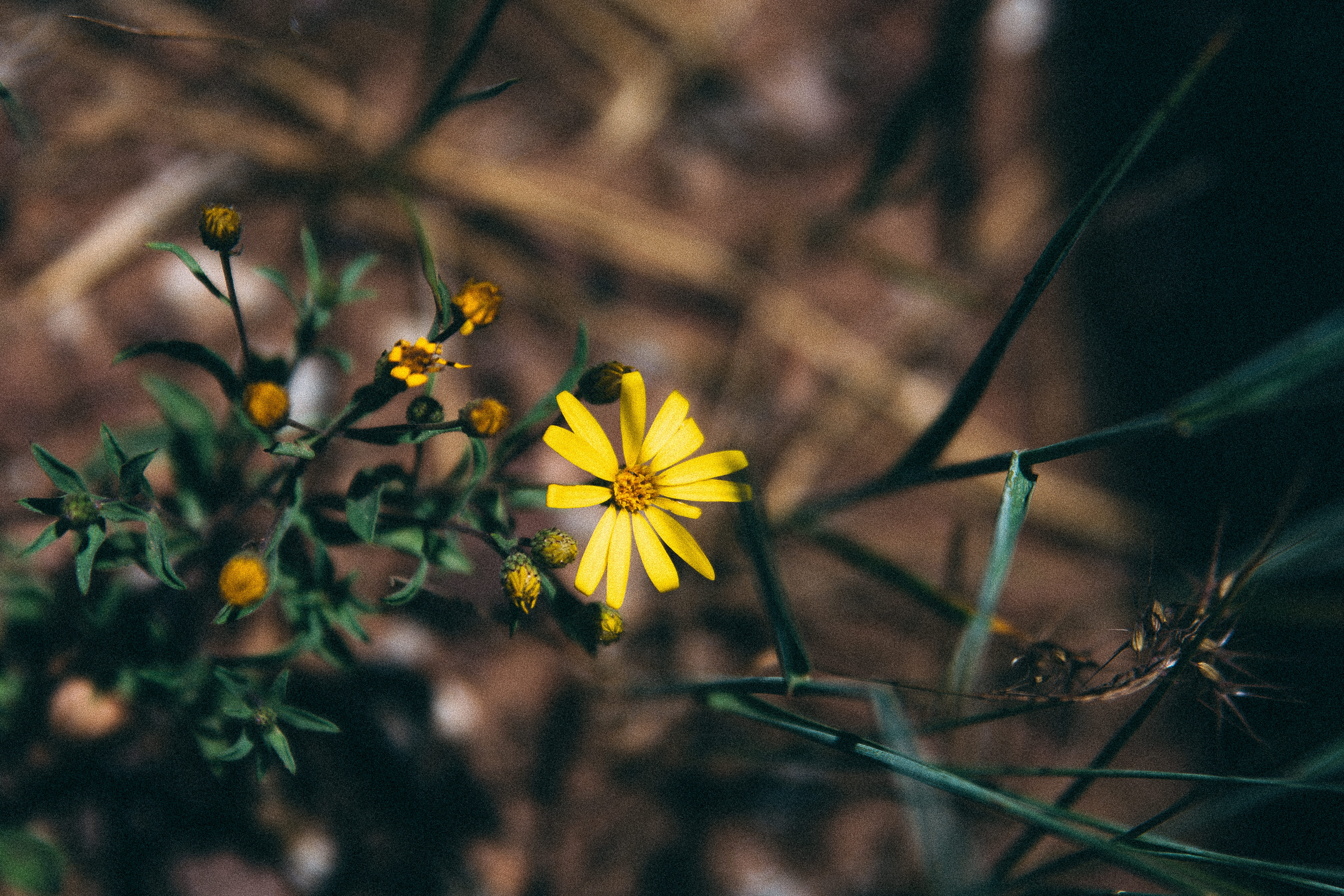 yellow petal cluster flower