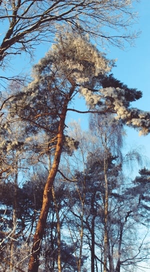 Snowy, Landscape, Snow, Wintry, Winter, tree, low angle view thumbnail