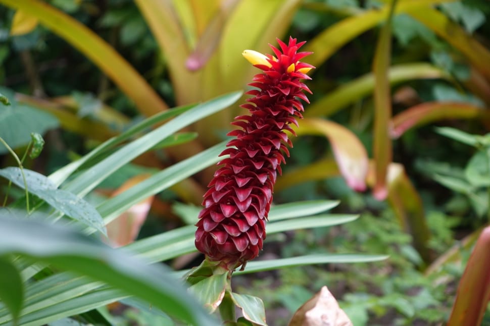 red ginger flower preview