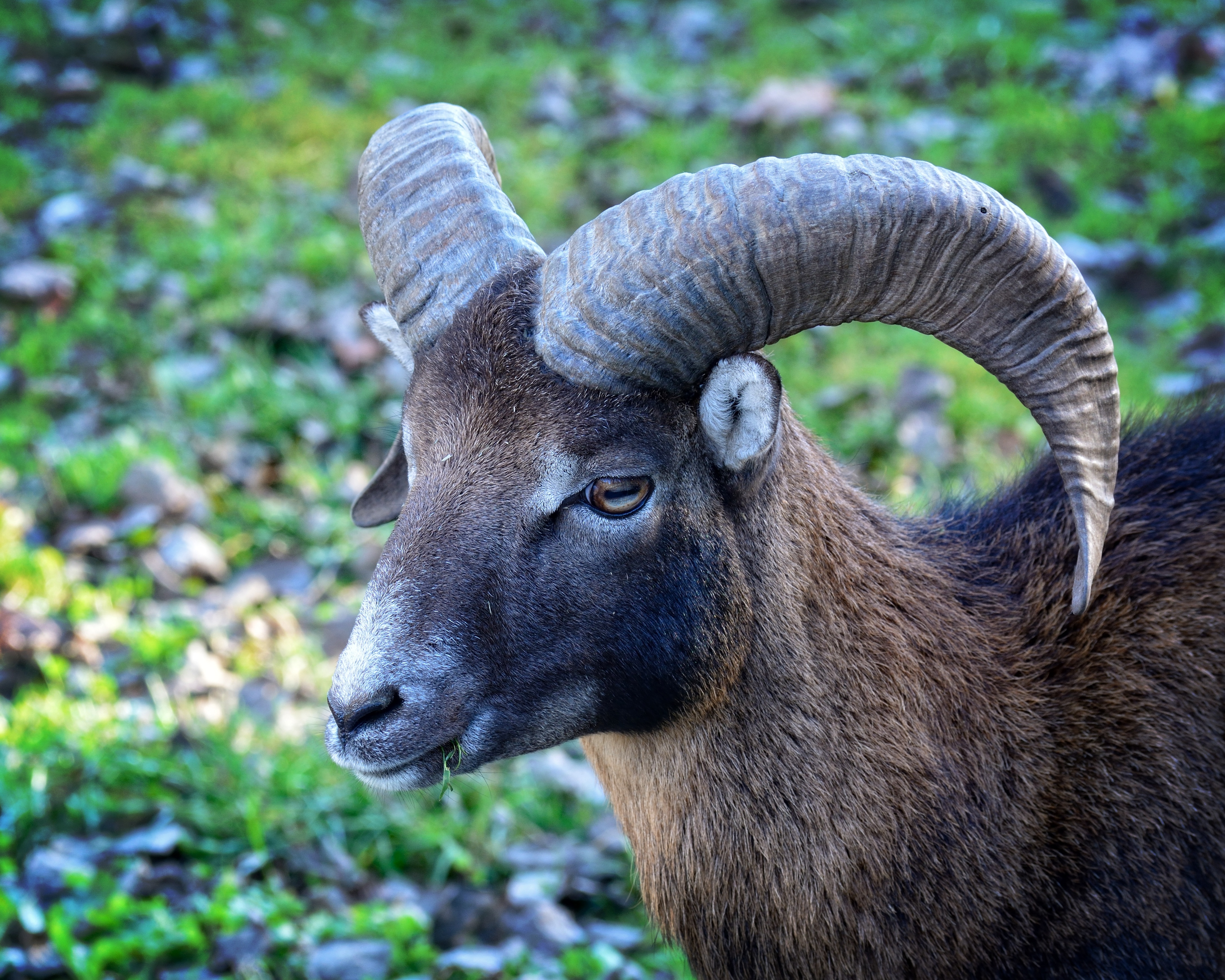 Head, Mouflon, Ovis Orientalis Musimon, one animal, animals in the wild