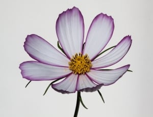 white and purple flower thumbnail