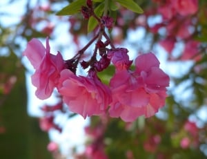 pink Blossom flowers closeup photography thumbnail