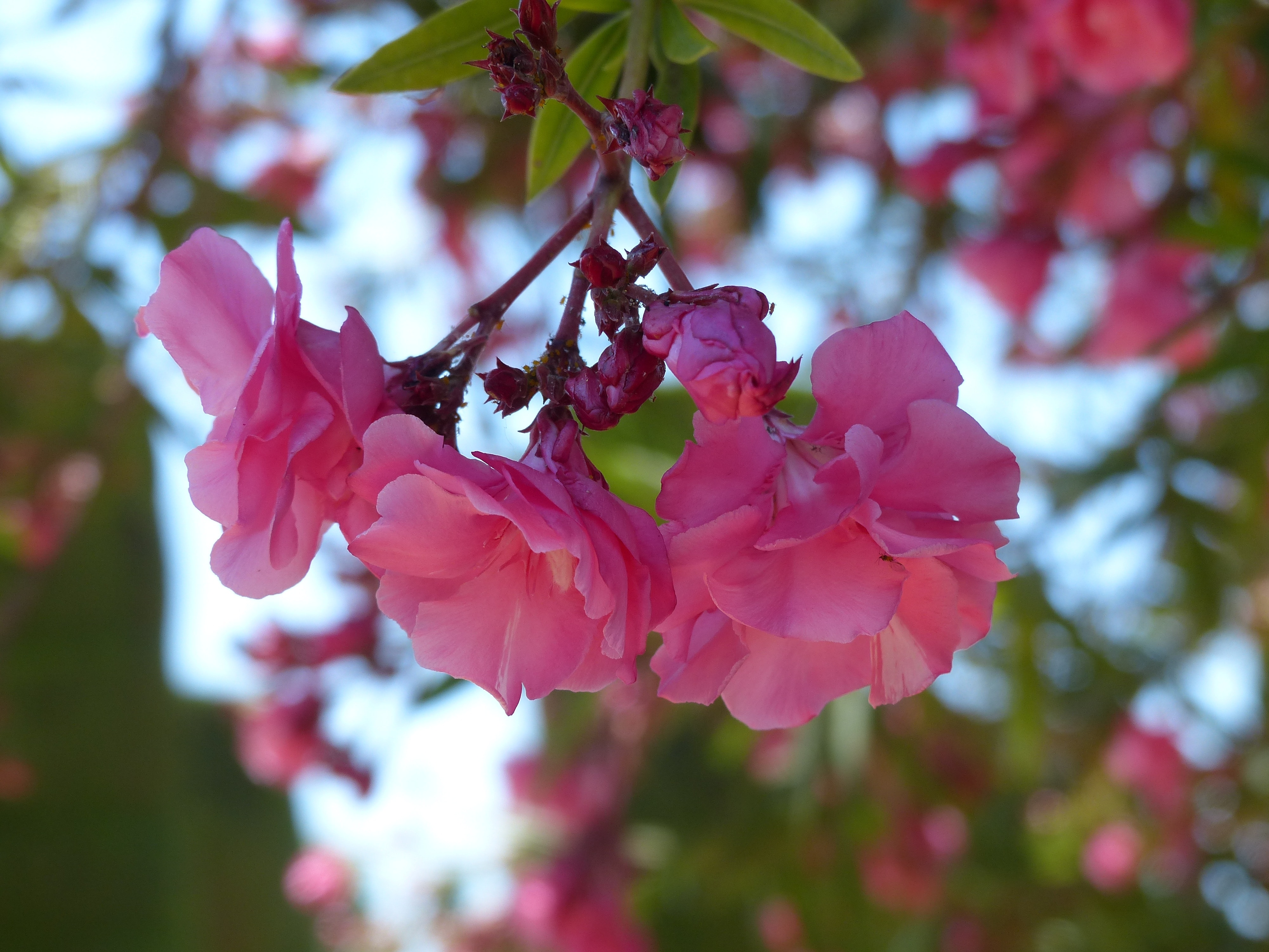 pink Blossom flowers closeup photography