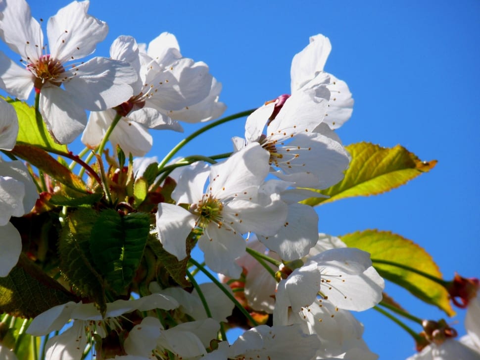 shallow focus photography of white flowers under blue sky during daytime preview