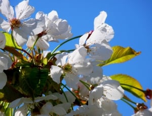 shallow focus photography of white flowers under blue sky during daytime thumbnail
