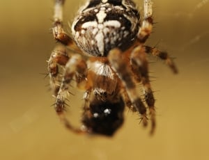 macro photo of cross spider thumbnail