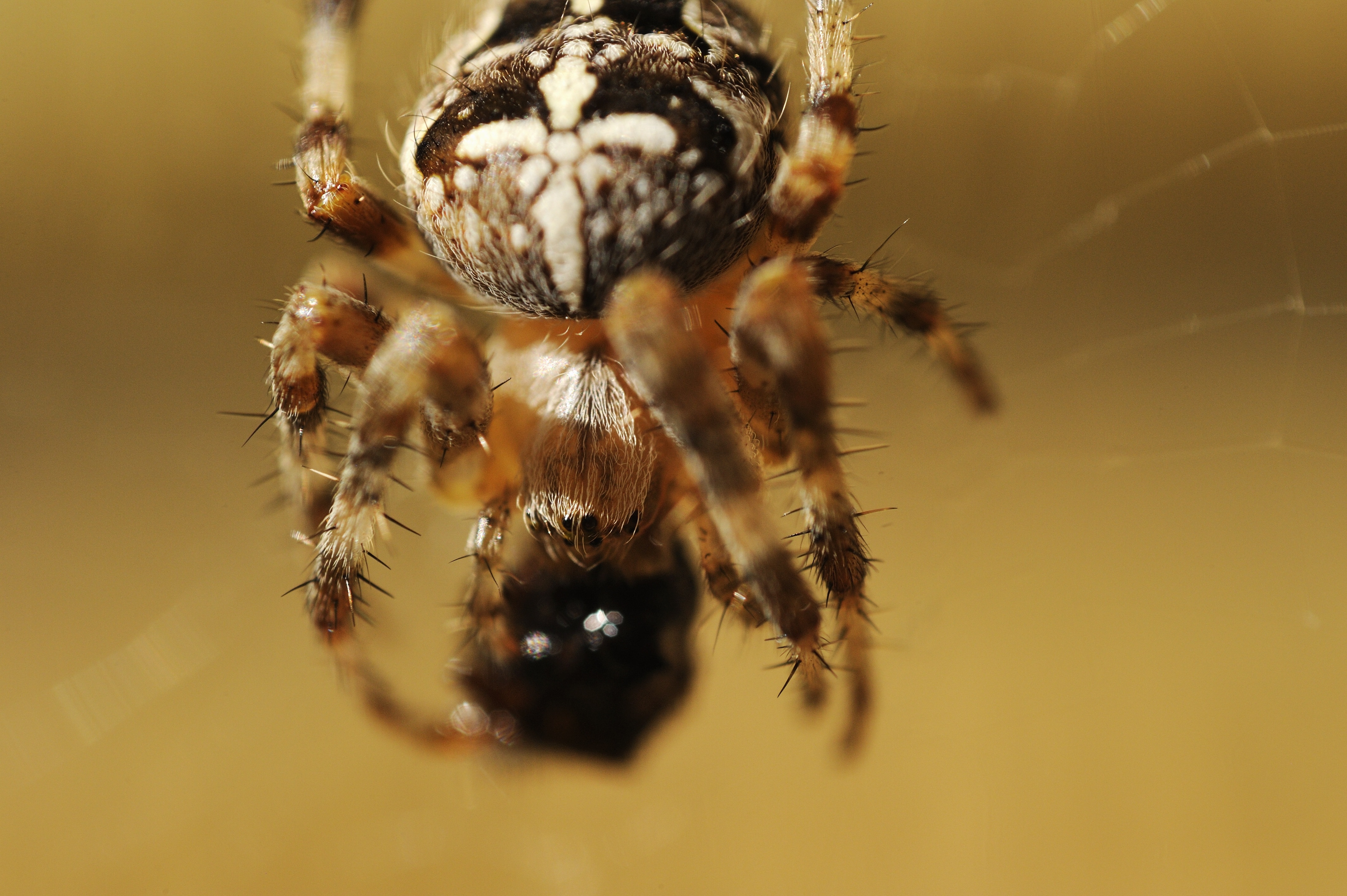 macro photo of cross spider
